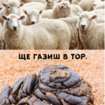 Ако следваш стадото, ще газиш в тор