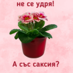 Жена и с цвете не се удря