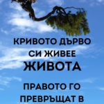 Кривото дърво