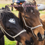 Ти си моята кранта